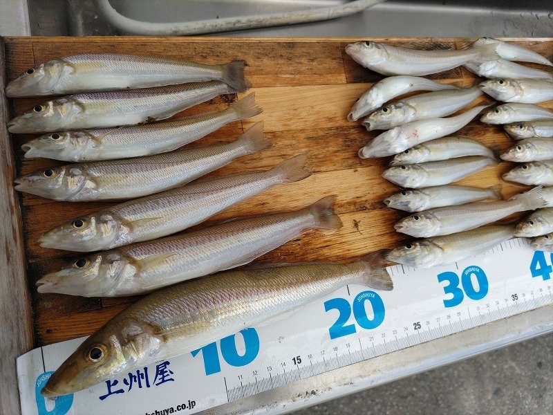 釣り餌 ボケ サイズ小 60匹 春夏新作