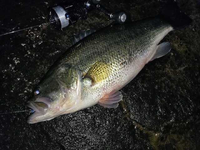 秋川ライフ:魚のサイズが判る（？）リリースネット