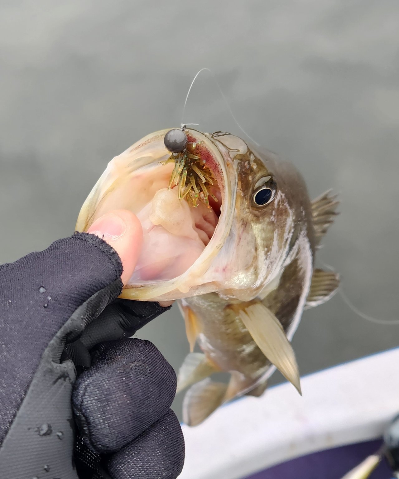 小田原〜真鶴で釣れたカサゴの釣り・釣果情報 - アングラーズ