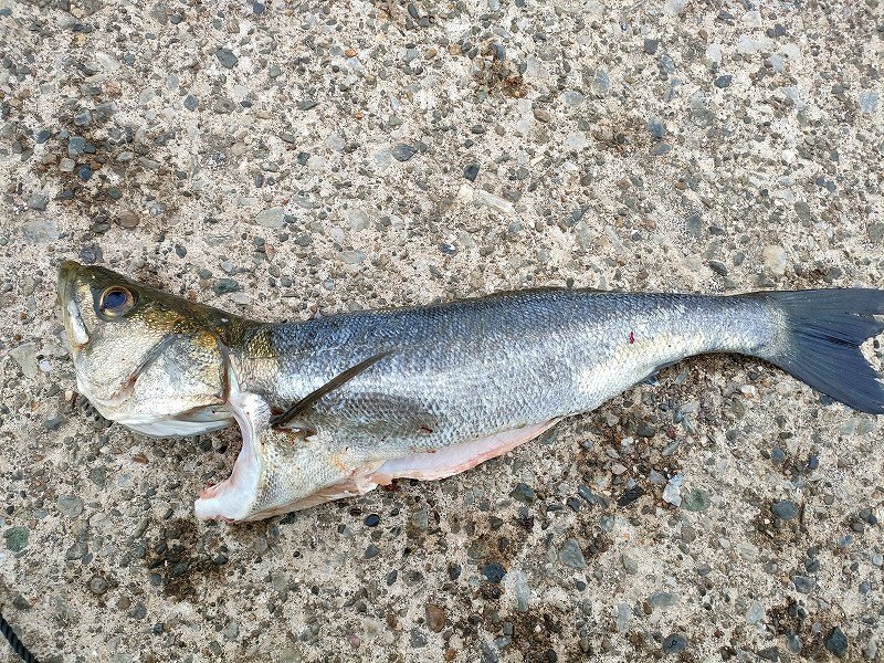 海軍施設付近で釣れたシーバスの釣り・釣果情報 - アングラーズ