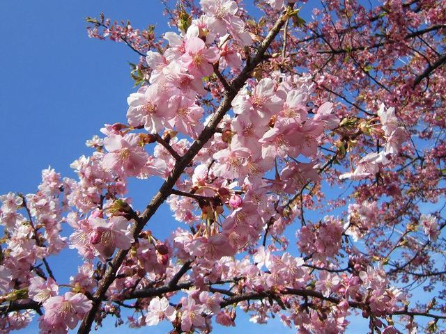 早咲きの川津桜かな？