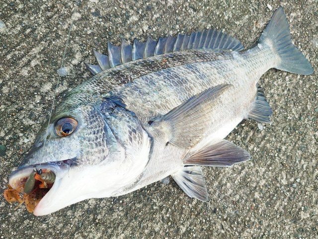 浜名湖へ釣りに行こう 上州屋浜松店が静岡県 浜名湖の釣り を紹介 上州屋ニュース つり具の上州屋 あなたのフィッシング アウトドアライフをサポート