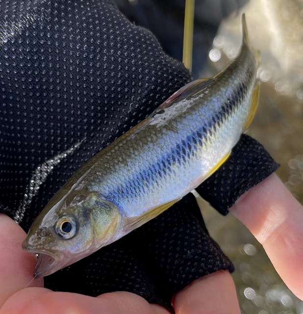 京都フライ KYOTO FLY ￼川魚軟調 五尺（黒） オイカワ カワムツ