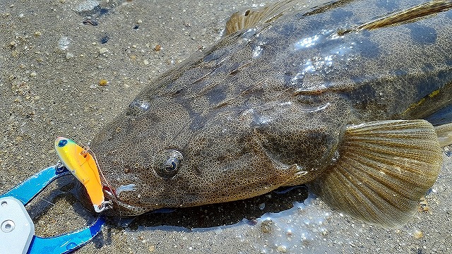 FLATHEAD FISHING with SOFT PLASTICS! 