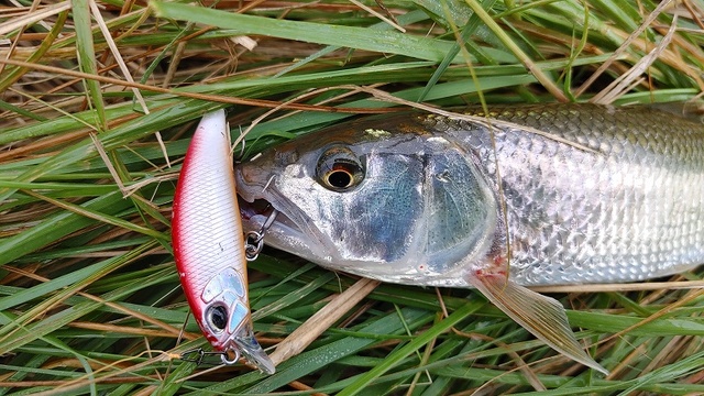 バス釣り(outdoor様用価格へ変更) バス釣り(outdoor様用価格へ変更) 遠賀川バス釣り】20数年ぶり