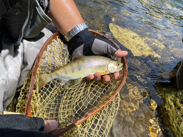 良い色合いの夏山女魚！