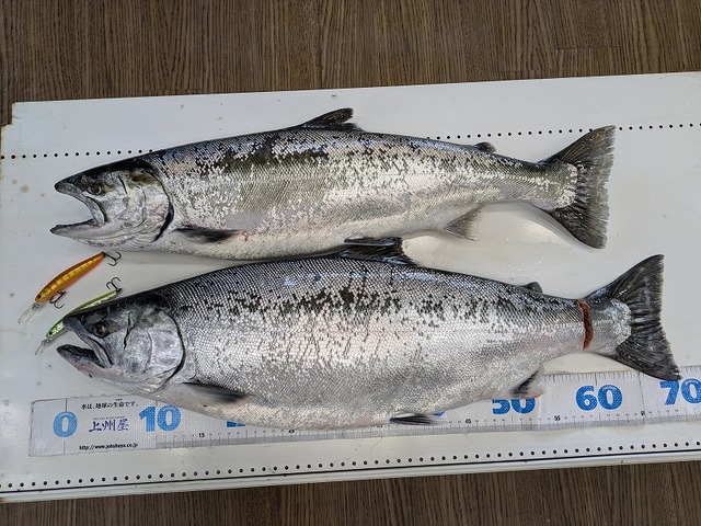歌舞伎揚 、サクラマス、エリアトラウト、色々まとめ売り‼️ 歌舞伎揚様専用 、サクラマス、エリアトラウト、色々まとめ売り‼️