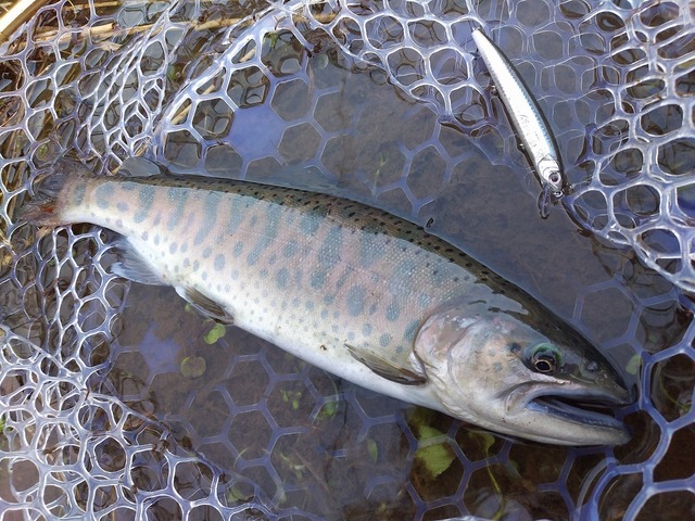 BUSH MASTER FLY 764F ヤマメ イワナ 管理釣場 今春オープンしたばかり