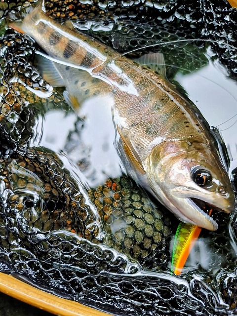 ジーラ 5種セット new | ninna LIFE