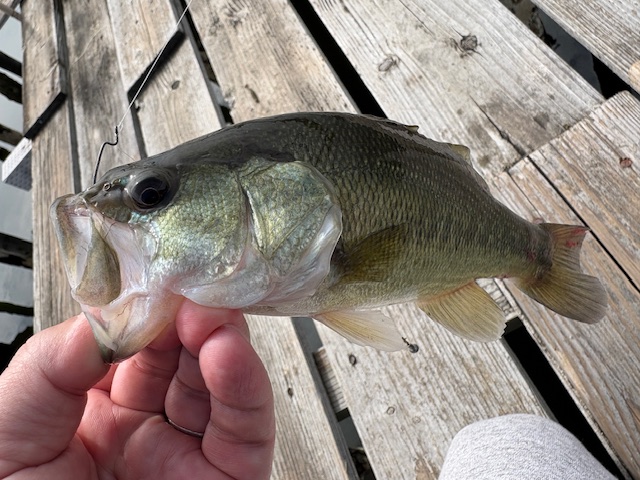 くにお　キメラ　62L+ つり具の上州屋 - あなたのフィッシング＆アウトドアライフを