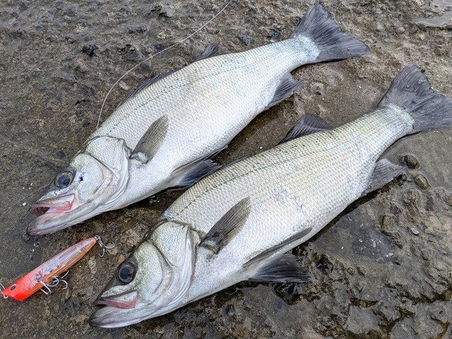 シオゴリ様 23- ZX-4R Full Exhaust BLADE 発売 – モリワキエンジニアリング