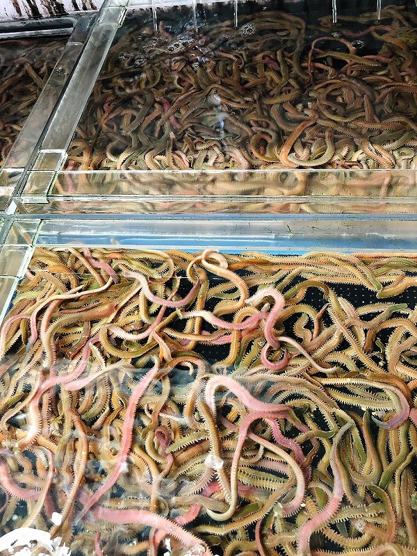 つり具の上州屋 - あなたのフィッシング＆アウトドアライフをサポート