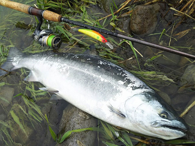 2025サクラマス解禁情報〕今年も胸躍る季節到来！サクラマスのこと