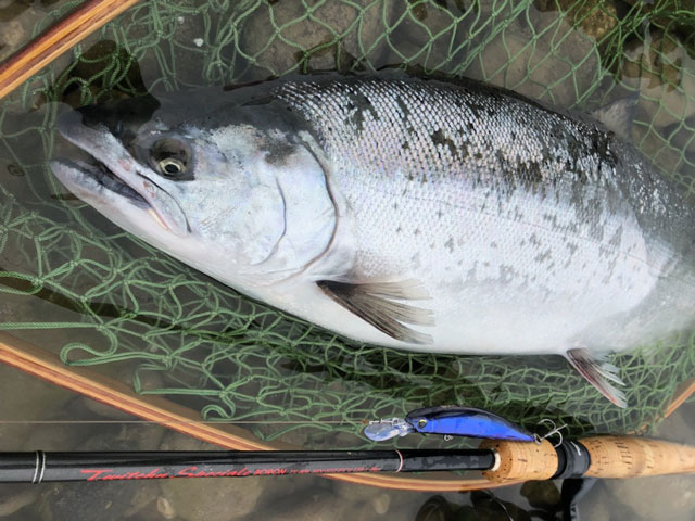 2025サクラマス解禁情報〕今年も胸躍る季節到来！サクラマスのこと