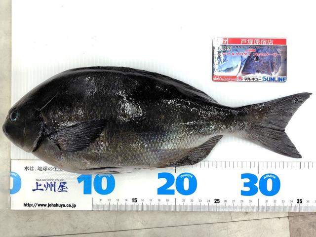 アシモクラフツ ツキサシ クシザシ 新品未使用 キャンプ バーベキュー つり具の上州屋 - あなたのフィッシング＆アウトドアライフをサポート